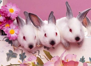 Happy-Easter-bunny Photos Delaware