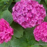 Photo of the Week | Hydrangeas in Full Bloom