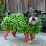 OUR Top 5 Funny Dog Costumes