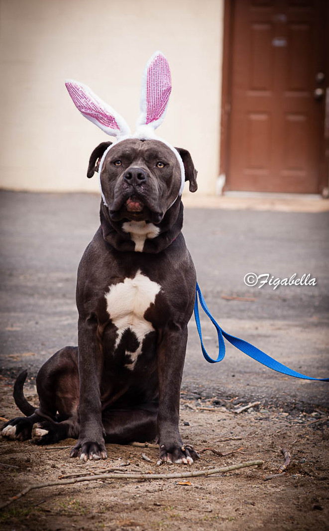 Easter Bullie - Figabella Photography