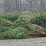 WHERE to Recycle Your Christmas Tree