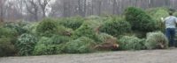 Recycle your christmas tree - Delaware
